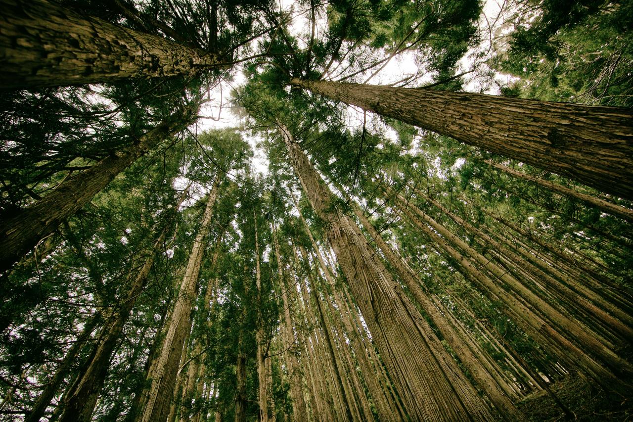 TREEEES