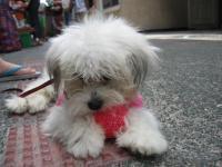 truffles play!