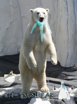 Tsunbear