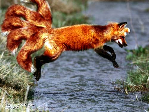 Vulpix