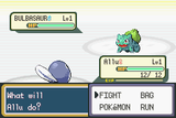 Water blues starter Poliwag fighting with rivals starter Bulbasaur.