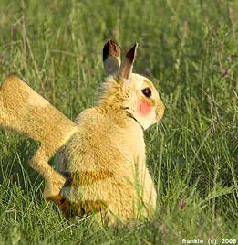 What the!?!? A real Pikachu