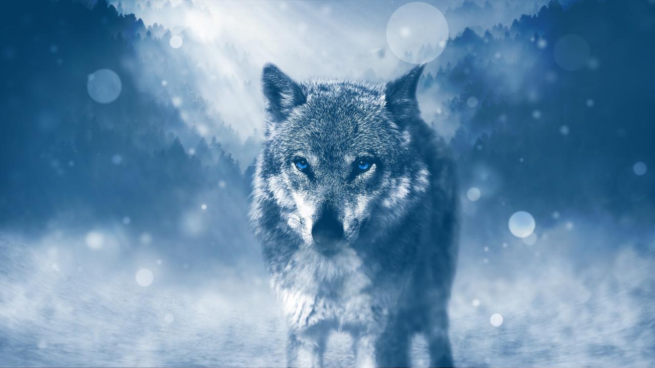 wild wolf 4k 2560x1440