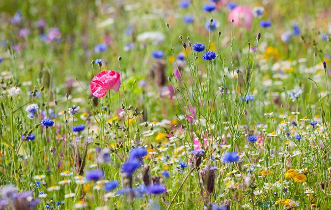wildflowers feature