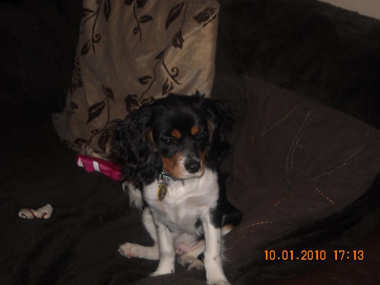 Willaby
