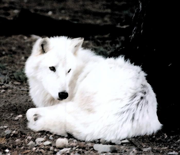 Wolf by lucy24
