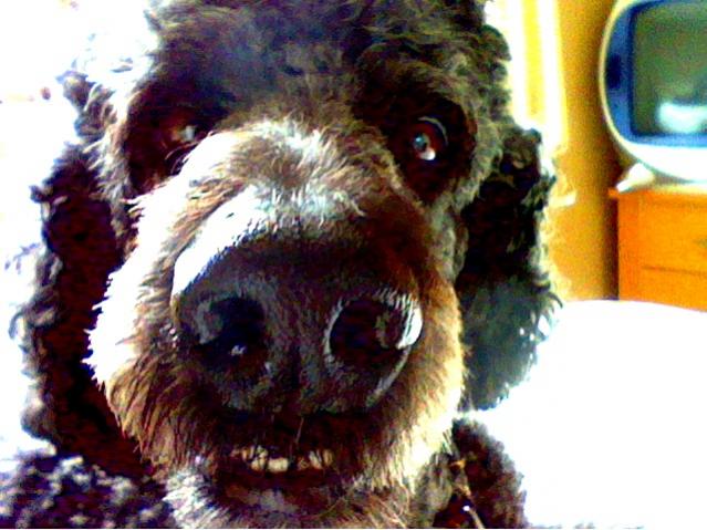 Woof! (Again my failtography of mah dawg)