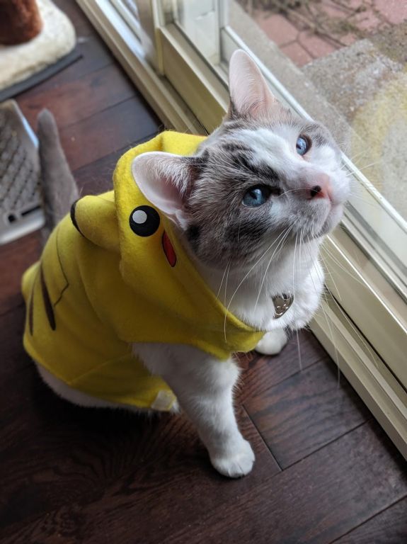 [PokeCommunity.com] halloween costumes