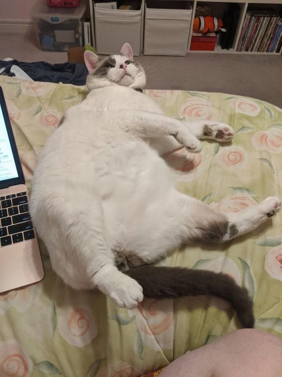 [PokeCommunity.com] Post Cat Pics for sammi-san’s birthday!